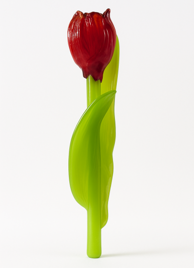 Tulipán